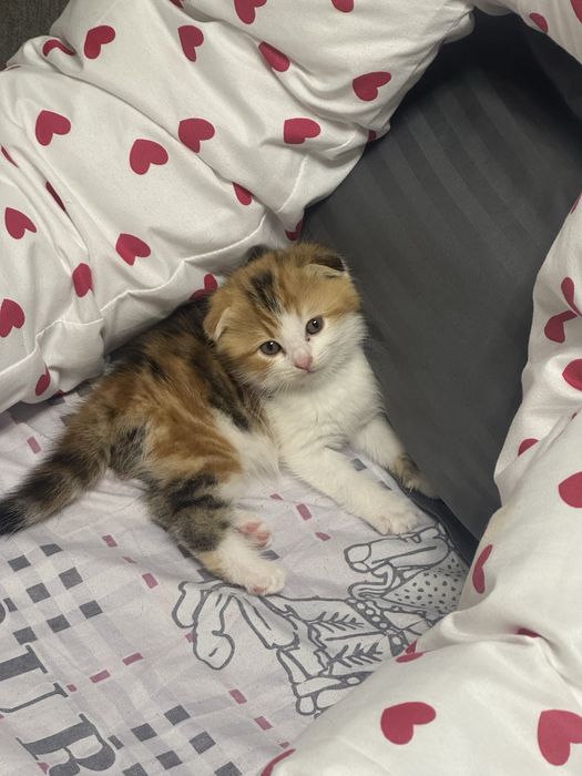 Кошка пародистая