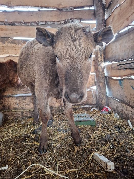 Тёлочка 7-8 месяцев