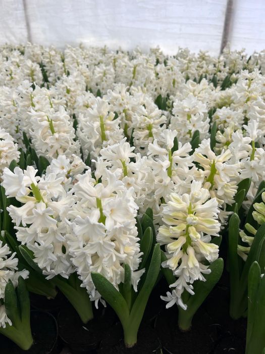 Vand zambile la ghiveci, calitatea I