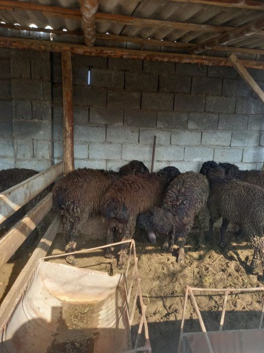 Қошқар 1 жасар 10 бас