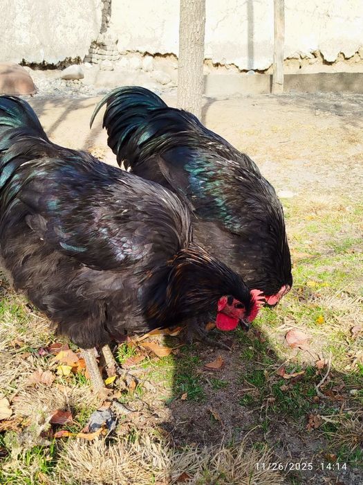 Хўрозлар сотилади.жерс