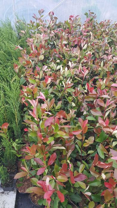 Photinia (fotinia) fraserii Red Robin, Carre Rouge gard viu