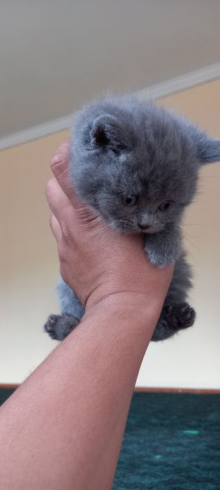 Britaniski mushukchala