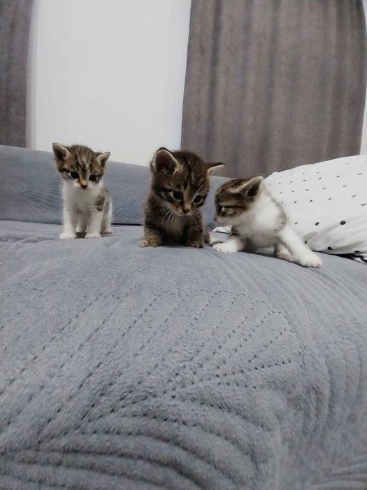 Отдам котят в хорошие руки