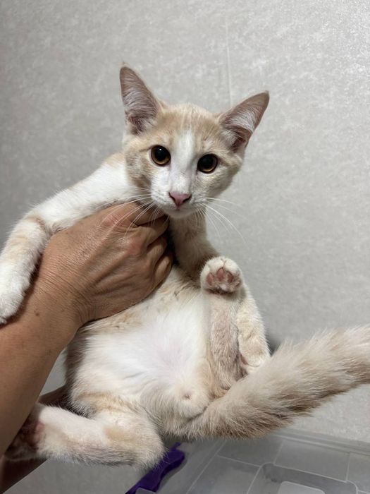Котенок Персик 3 месяца, домашний