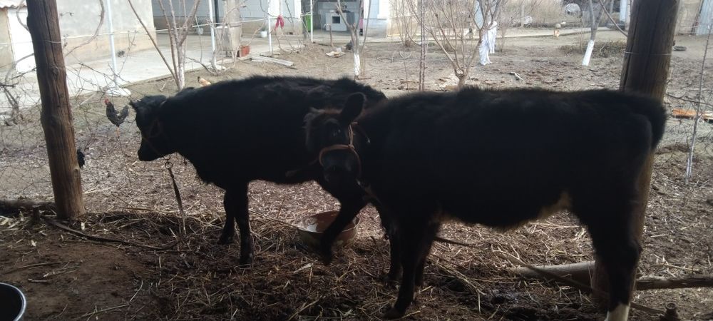 Срочно сатыладыы