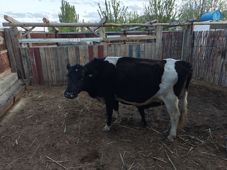 Сауылмалы сиыр сатылады