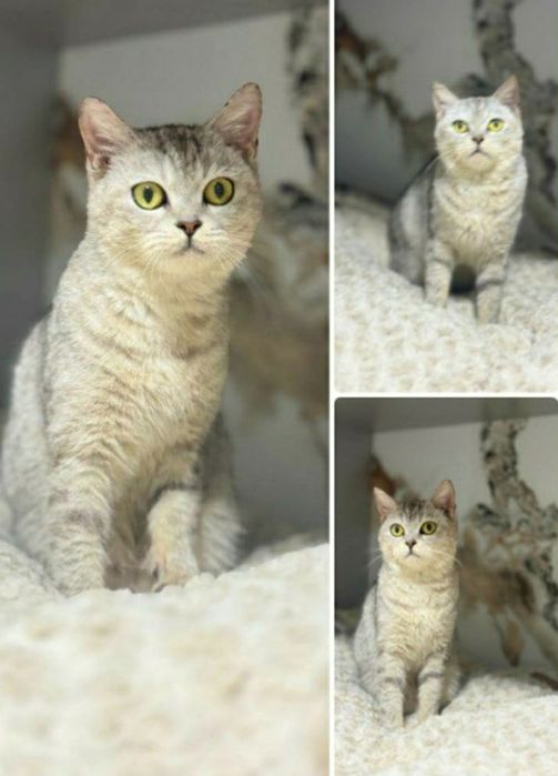 Qiz bola 2yosh skotish strayt