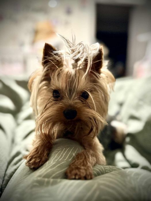 Йорки момче на 1г и 3м