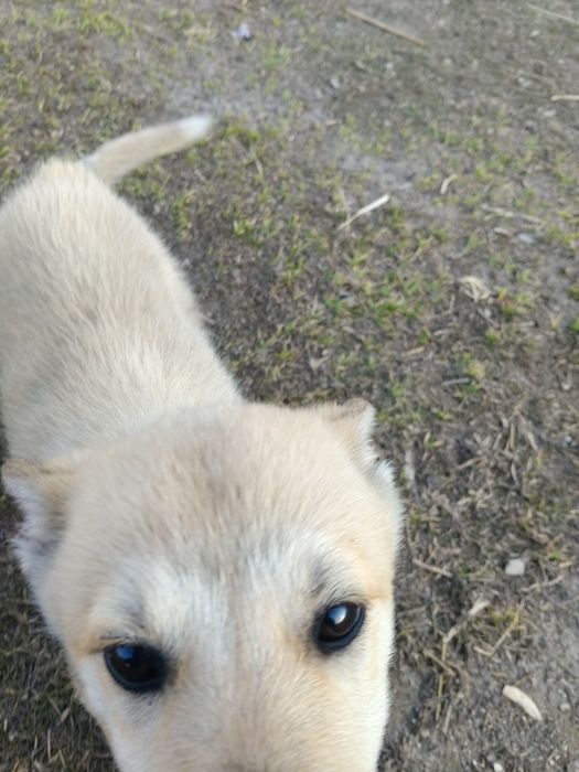 Щенок девочка, помесь лайки