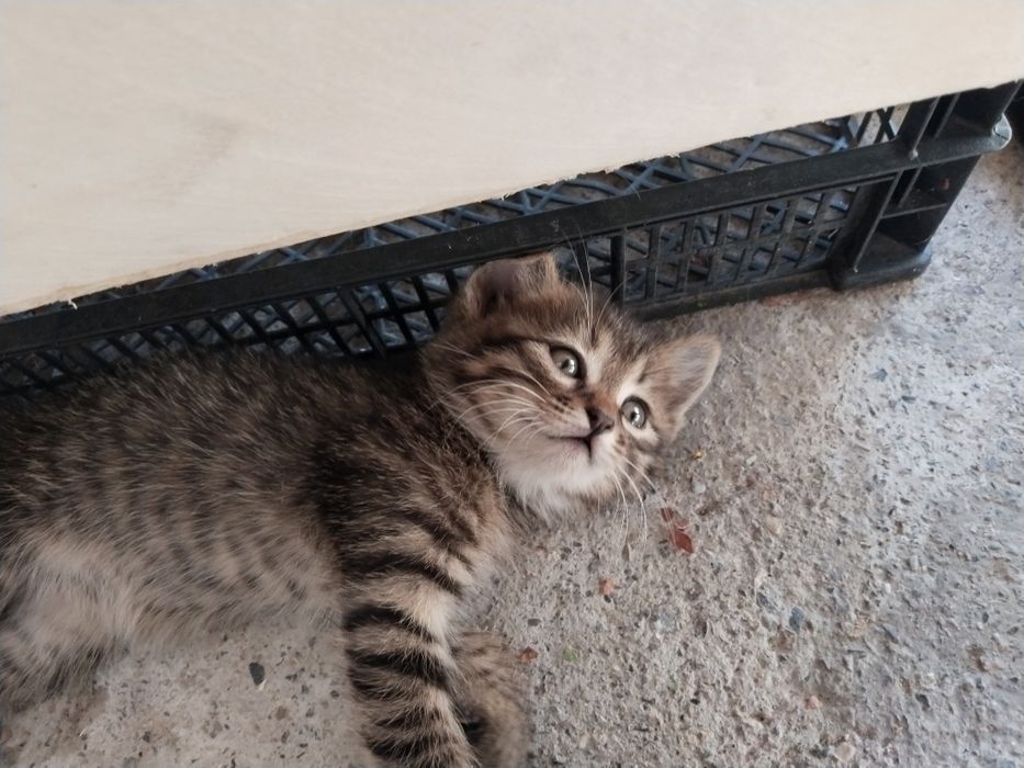 Котята, отдам бесплатно