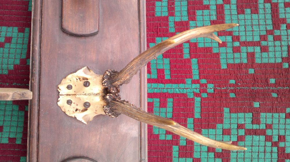 Cuier vanatoresc.  1950