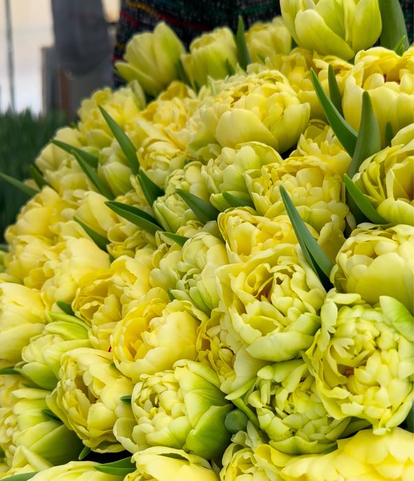 Голандские  тюльпаны оптом и в розницу