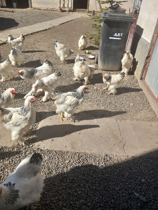 Oua brahma pt.incubat,si tineret