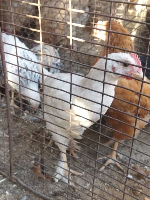 Продам куры домашние