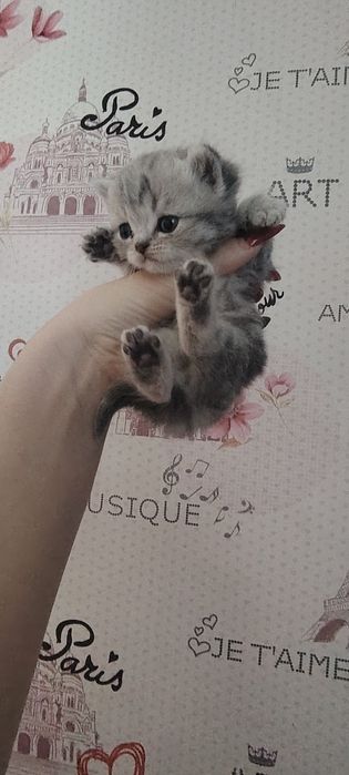 Шотландские котята