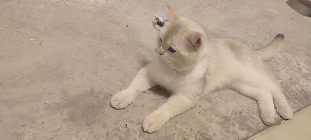 Vyazkaga britanskiy zolataya shinshilla point