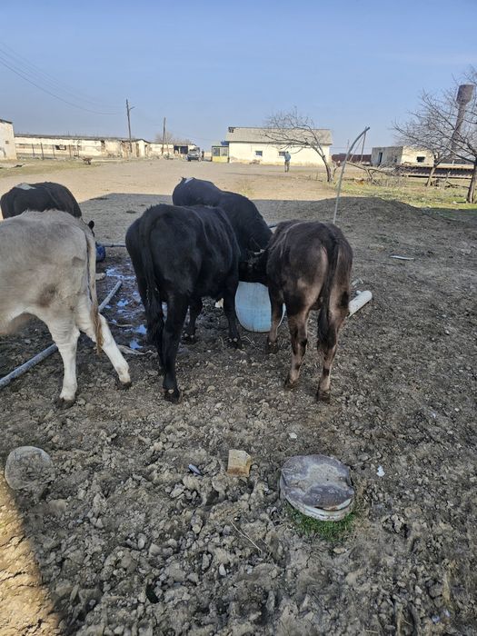 Продам бычки 7 голов