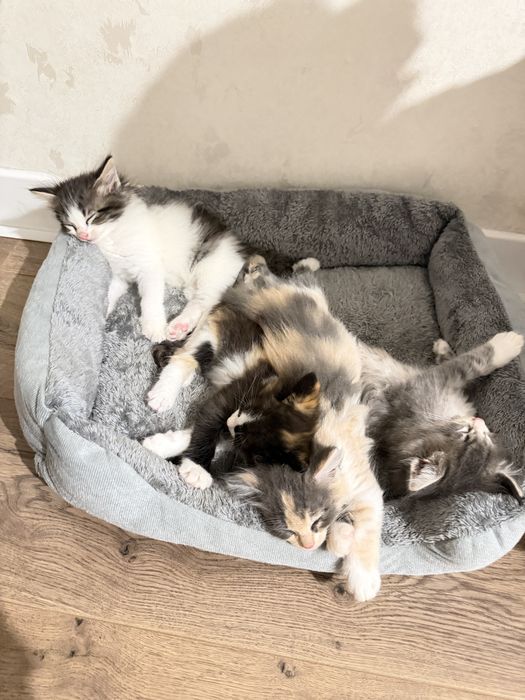 Котята отдам в хорошие добрые руки