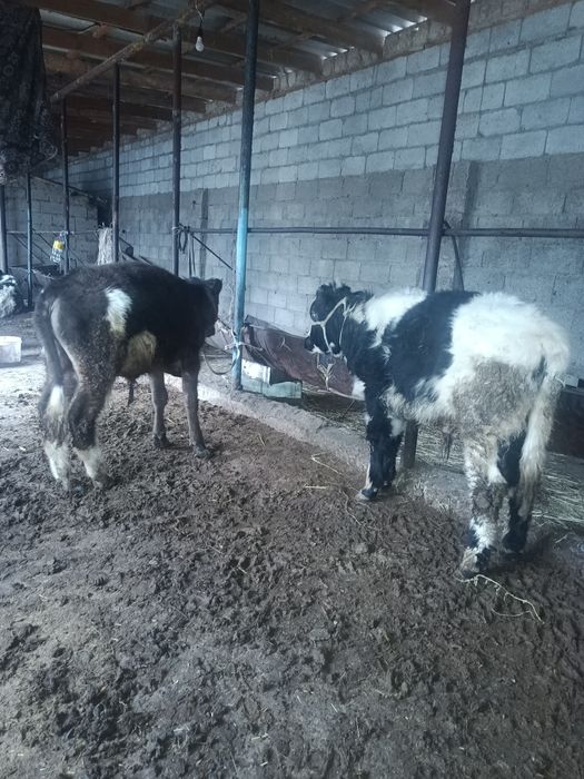 Бузаулар сатылады