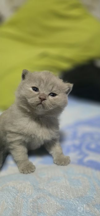 Скоттиш страйт котенки
