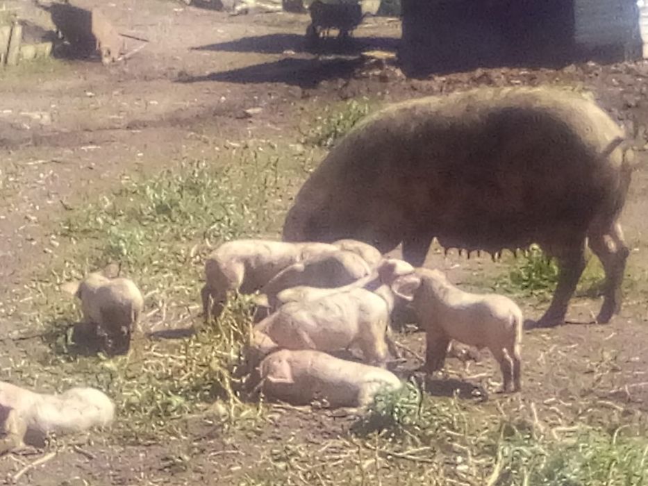 Продам Поросят 2месячные