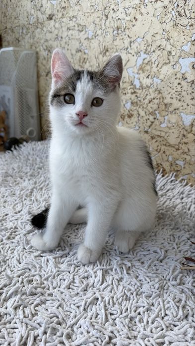 Котенок, девочка, 3 месяца