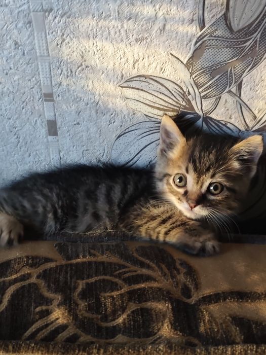 Котята 1.5 месяца
