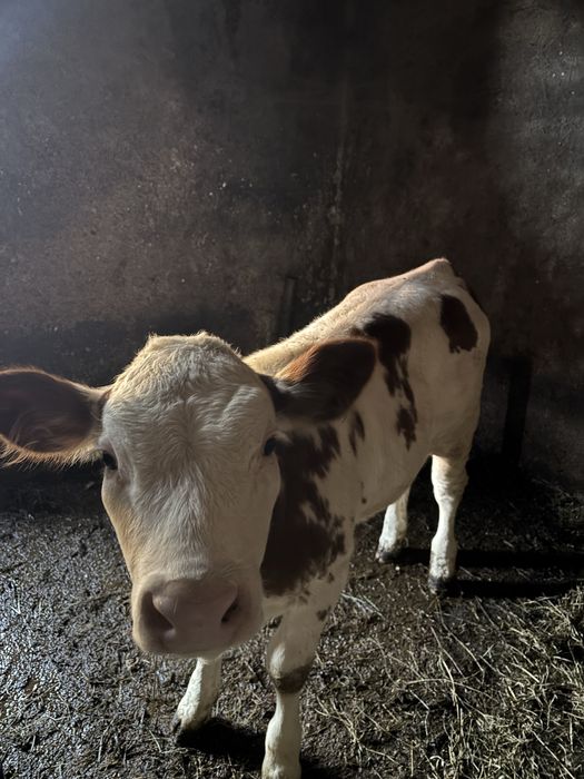 Vând vițică de 10 săptămâni