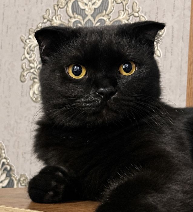Mushuk sotiladi scottish fold