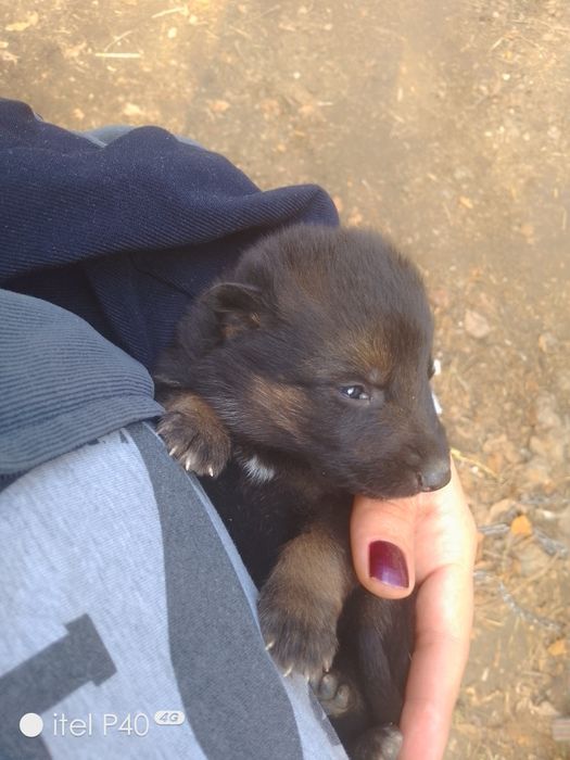 Готовы щенки на продажу срочно