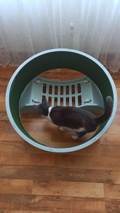 Roata alergare Pisica - Cat Wheel