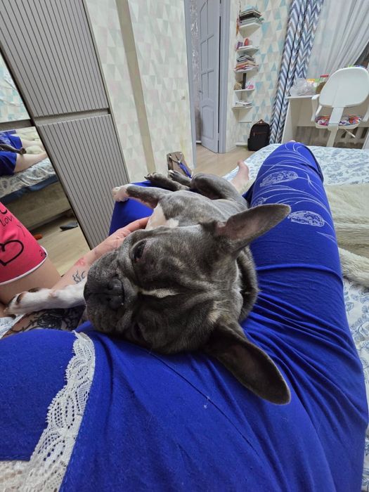 Французкий бульдог