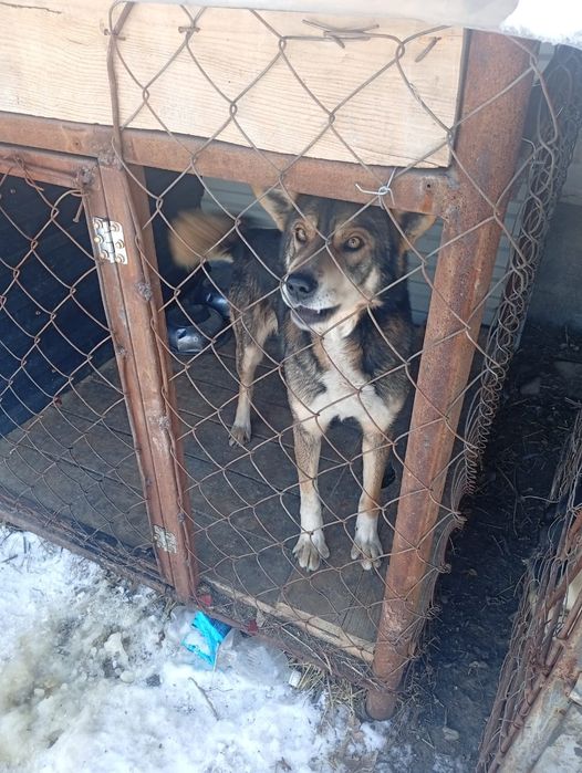 Щенки на охрану!