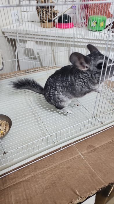 Шиншила вместе с клеткой