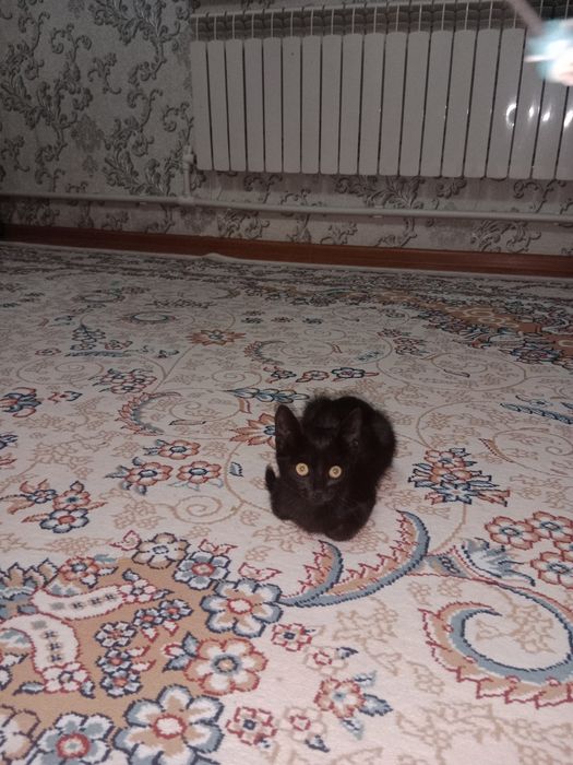 Отдам котёнка в добрые руки