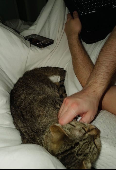 Pisică pentru adopție – Teila