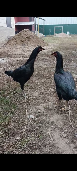 Дакан бойцовые цеплята