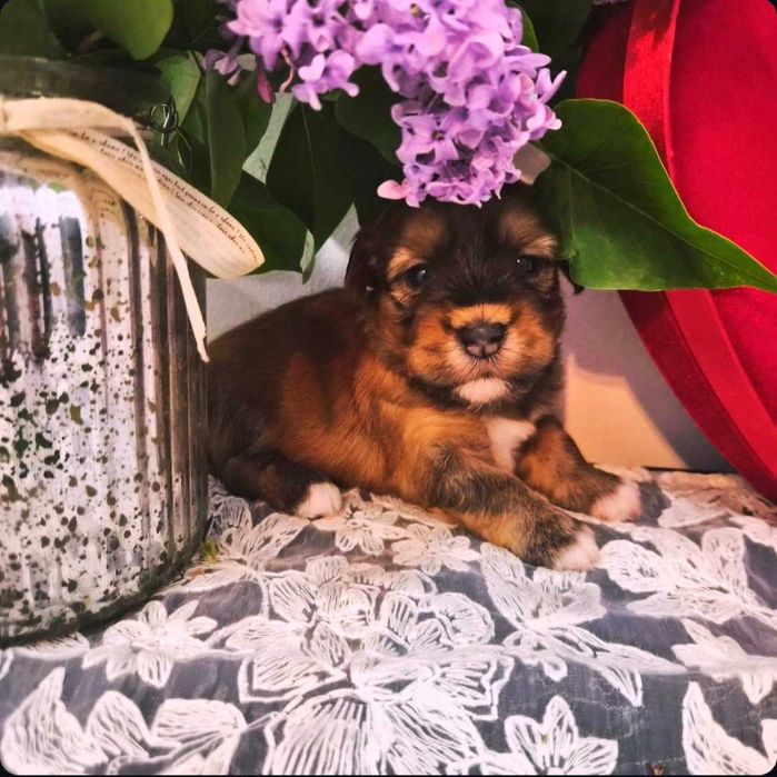 Bichon havanez cu pedigree, canisa autorizata ACHR si FCI
