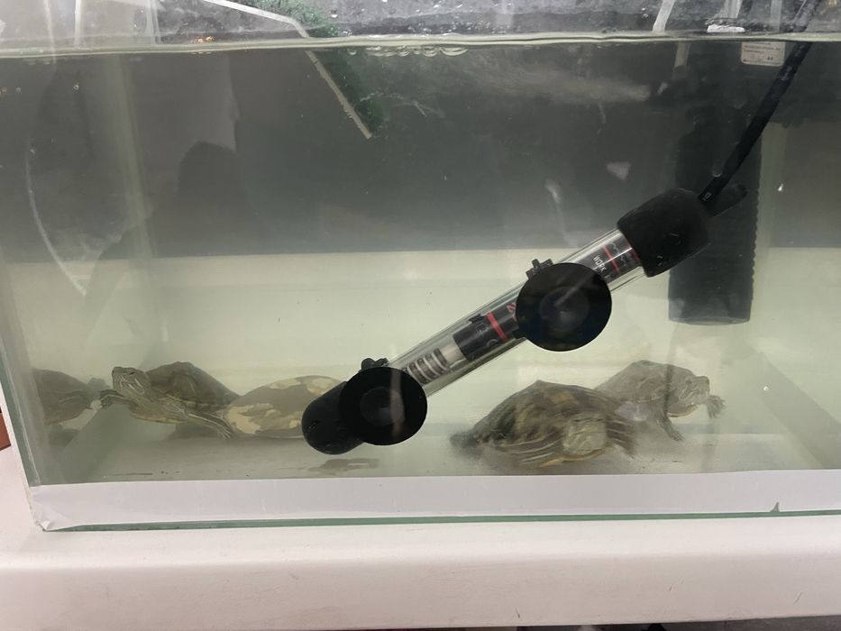 Красноухие черепашки