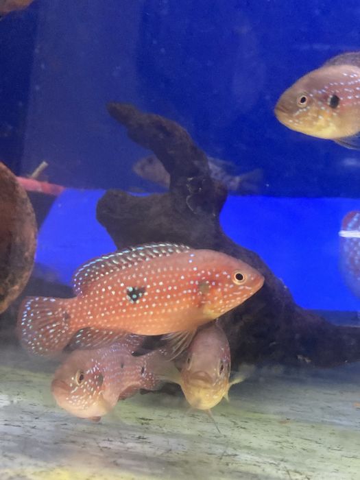 Хромис красавец (Red Jewel Cichlid)