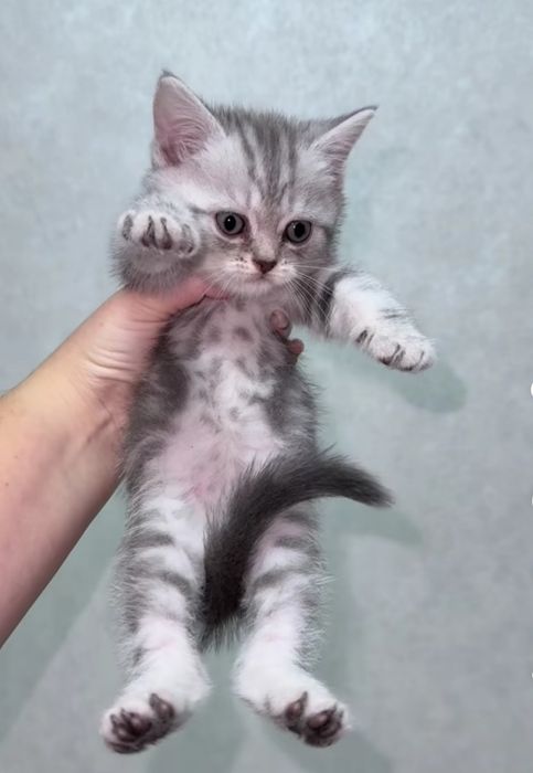 Мальчики и девлчки, 1.5 мес