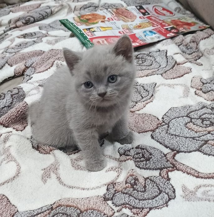 Мъжко коте Британска синя късокосместа