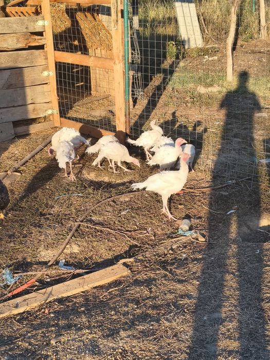 Vând păsări australorp,rățoi,curci