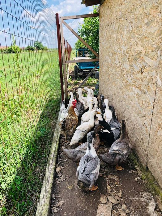 Vând rațe românești 2 luni și Boboci de gâscă o lună