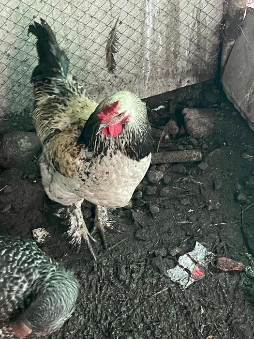 Петух на продажу