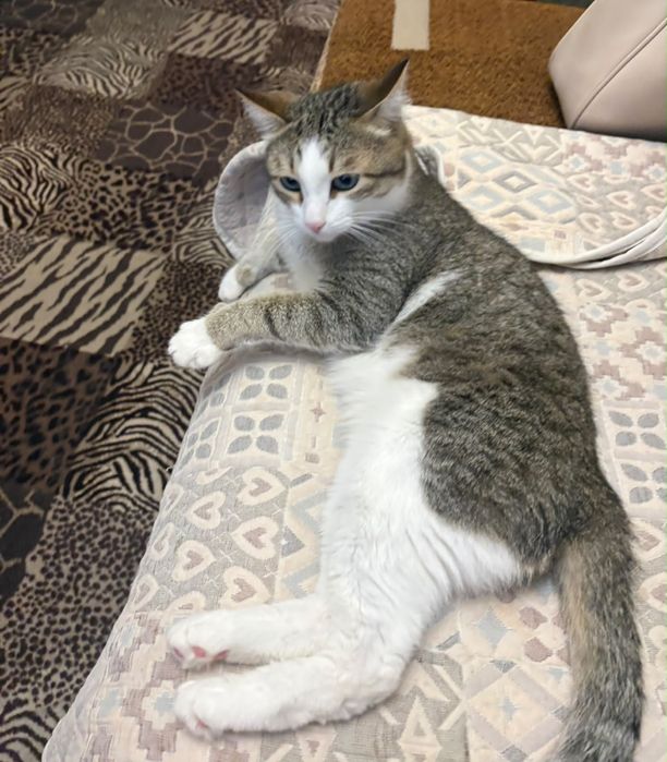 Отдам кота в добрые руки