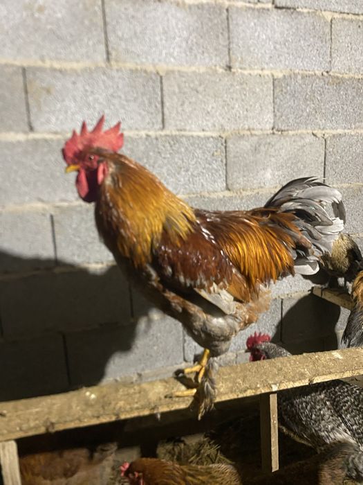 Мехиленский кукушка