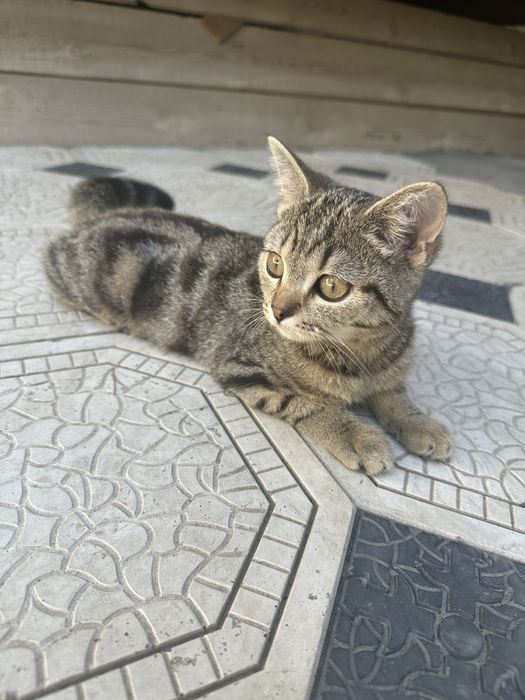 шотландский фолд кошка
