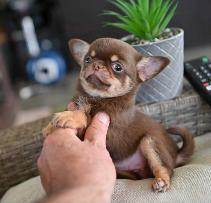 Женско мини чихуахуа шоколадов тен